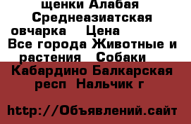 щенки Алабая (Среднеазиатская овчарка) › Цена ­ 15 000 - Все города Животные и растения » Собаки   . Кабардино-Балкарская респ.,Нальчик г.